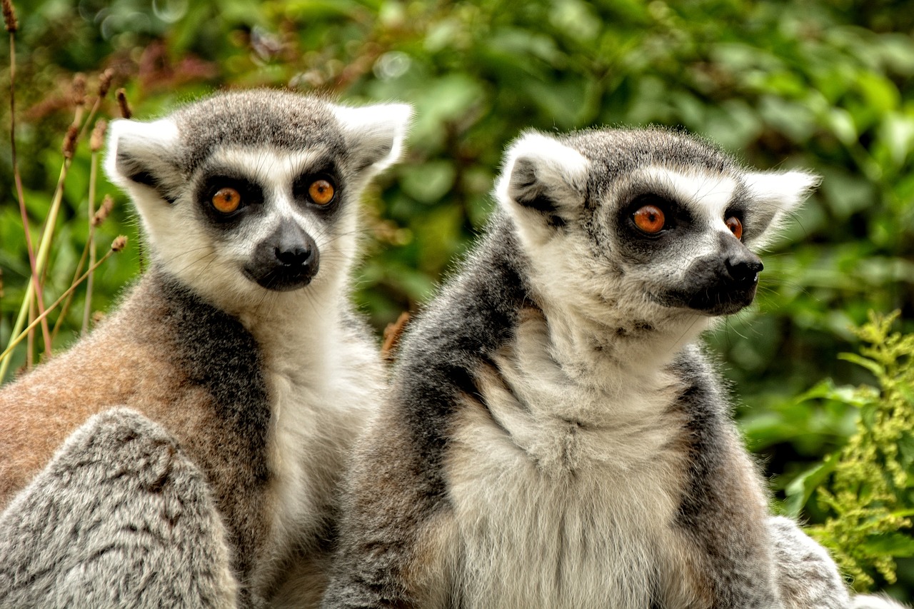 Sustainable Travel Tips for Discovering Madagascar’s Rainforests